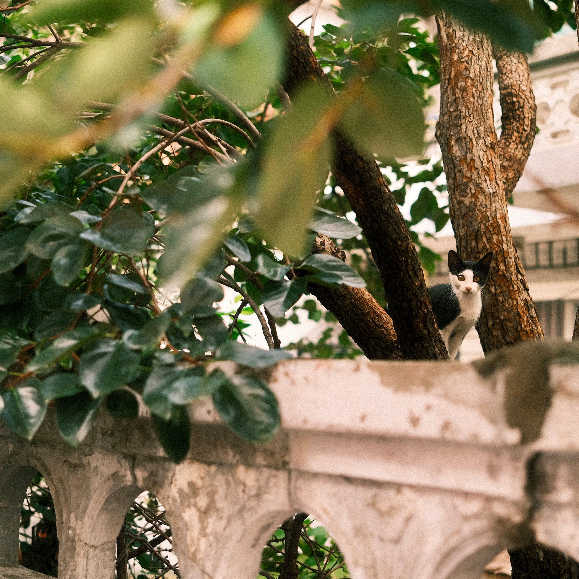 턱시도? 아깽이